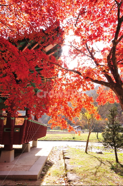 나무,tree,식물,불영사,가을불영사,단풍,가을,단청