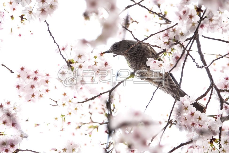 feather,beak,ecosystem,beast,birds,trees,petals,life,Cherry blossoms,resident birds,spring flowers,spring,white,plants,cherry trees,bird,season,spring day,animals,snout,blossom,nature,twigs,life form,branches,black beetles,flower,wings,animal,wild,creatur
