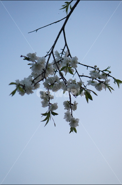 백매화,흰색,봄,밤,흐림,나무,식물,자연,plants,nature,꽃,flower