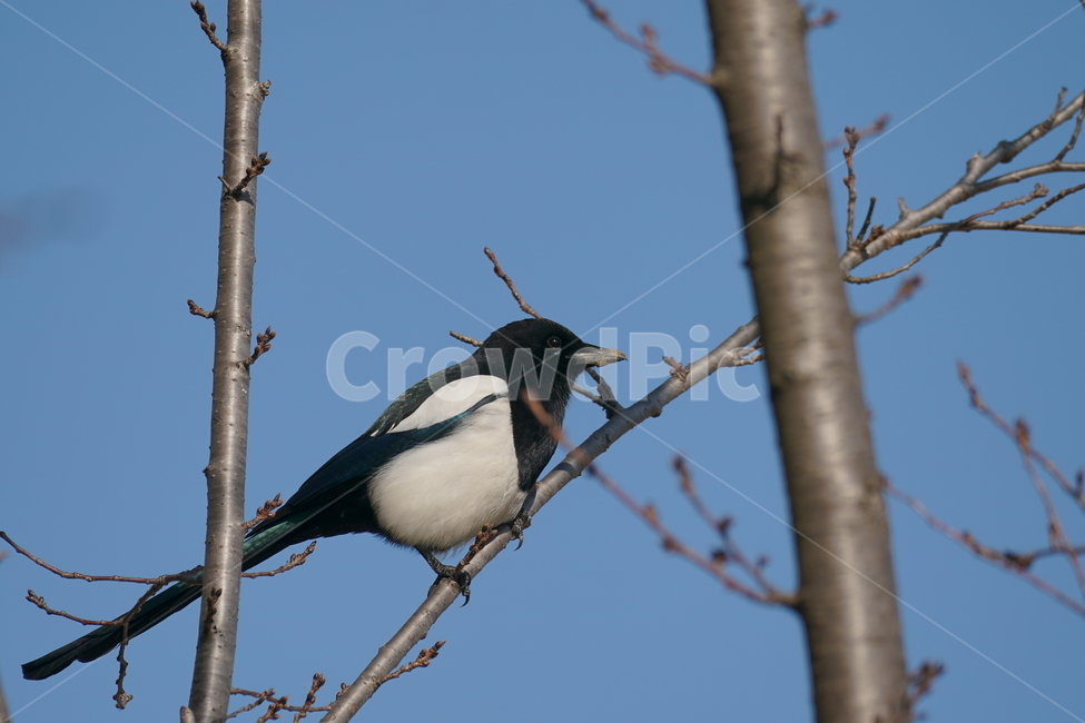 animal,동물,bird,새,까치,동물,animal,조류,새,birds