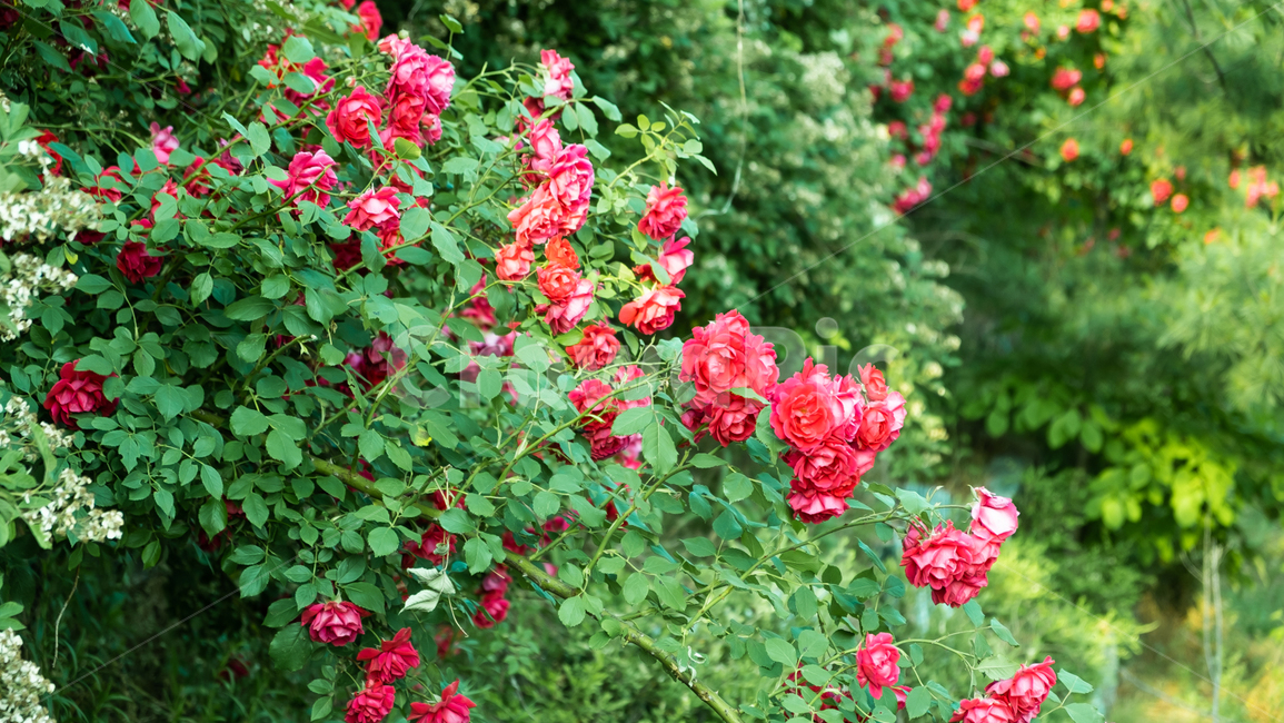 장미,장미꽃,rose,꽃,flower