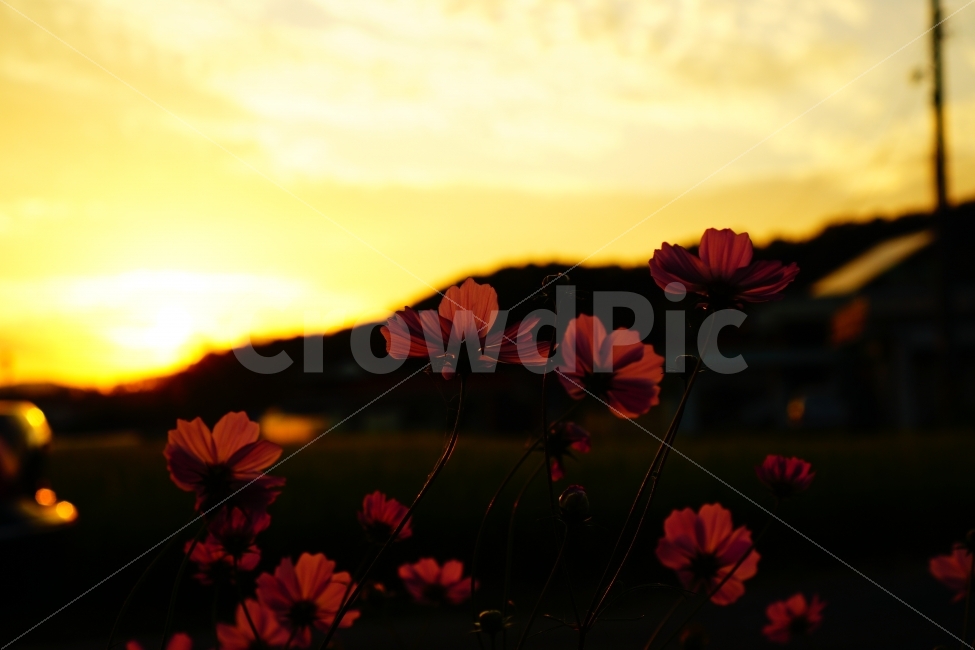 cosmos,fall,senset,코스모스,가을,일몰,꽃,flower,붉은하늘,풍경,landscape,식물,자연,plants,nature,감성,sensible,feeling,가을,계절,fall,autumn,season,꽃,flower