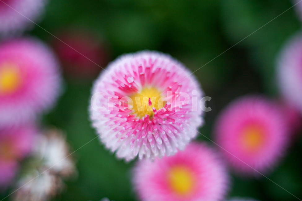 daisy,데이지,들국화,분홍데이지,빨간데이지,샤스타데이지,섬국화,들꽃,꽃,봄,봄날,봄꽃,화단,봄화단꽃,자연,식물,plants,nature,flower,spring,아웃포커싱,공원,식물,자연,plants,nature,꽃,flower