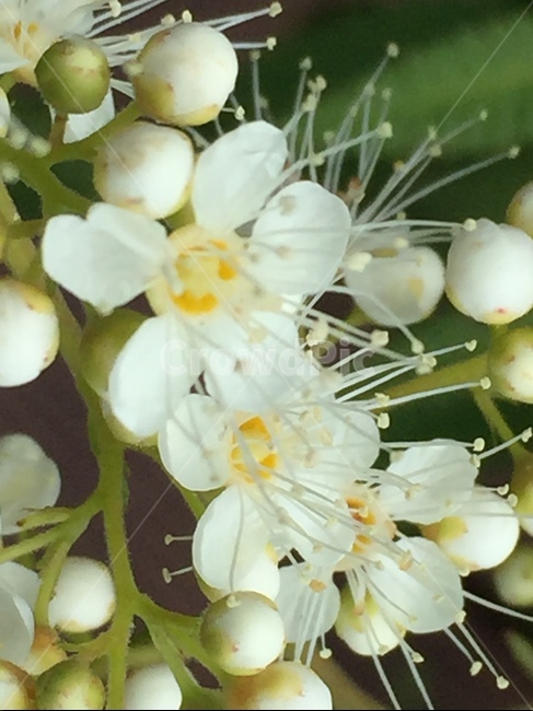 plant,식물,pollen,화분,꽃,flower,식물,자연,plants,nature,꽃,flower
