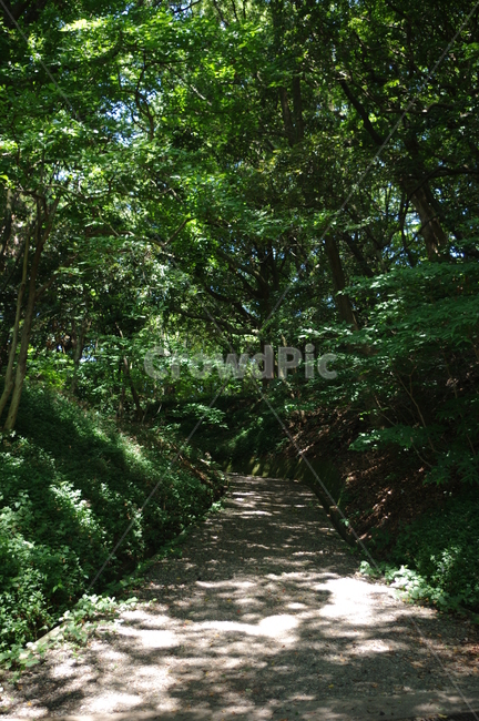 산,나무,길,자연풍경,숲,숲길,forest,mountain,자연,풍경,nature,landscape,outdoors,옥외,garden,정원,arbour,정자