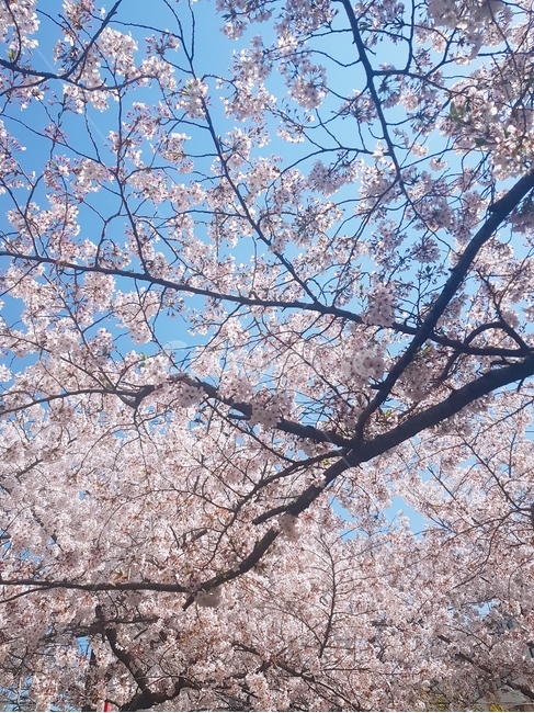 벛꽃,예쁜벚꽃,꽃,튤립,자연풍경,향기로운