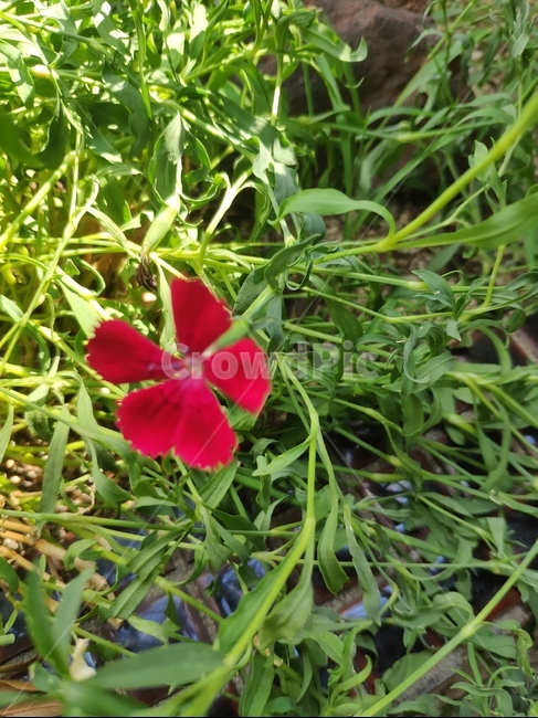 꽃,자연,풀,맑음,들꽃,식물,자연,plants,nature,꽃,flower