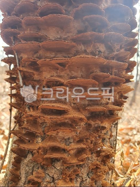 Medicinal mushrooms,dried mud mushrooms,golden situation,oak tree host,Oak tree situation,mushroom,situation mushroom