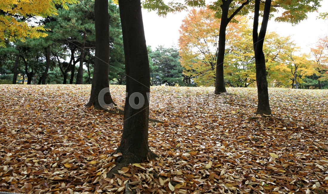 서울단풍명소,송파구단풍명소,가을,단풍,올림픽공원,가을,계절,fall,autumn,season,tree,나무,tree trunk,나무 줄기,plant,식물,ground,바닥