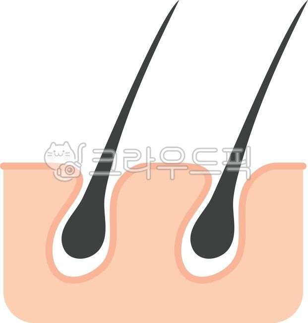 hair follicle,skin,hair,hair,pore,hair,scalp,hair loss,hair root,hair,epidermis,dermis