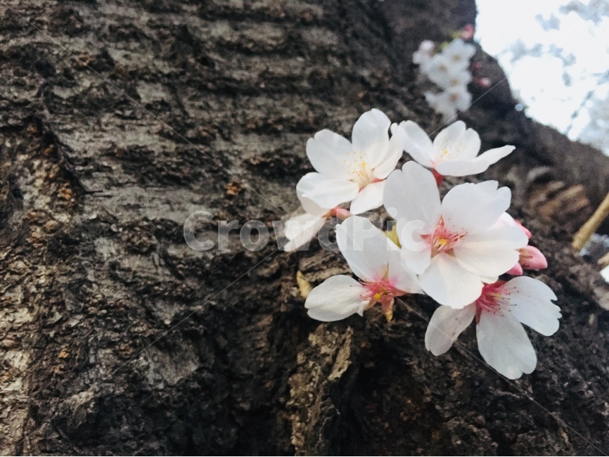 꽃,봄,벚꽃,나무,자연,풍경,nature,flower,spring,봄,계절,spring,season,식물,자연,plants,nature,꽃,flower,plant,geranium,제라늄,blossom