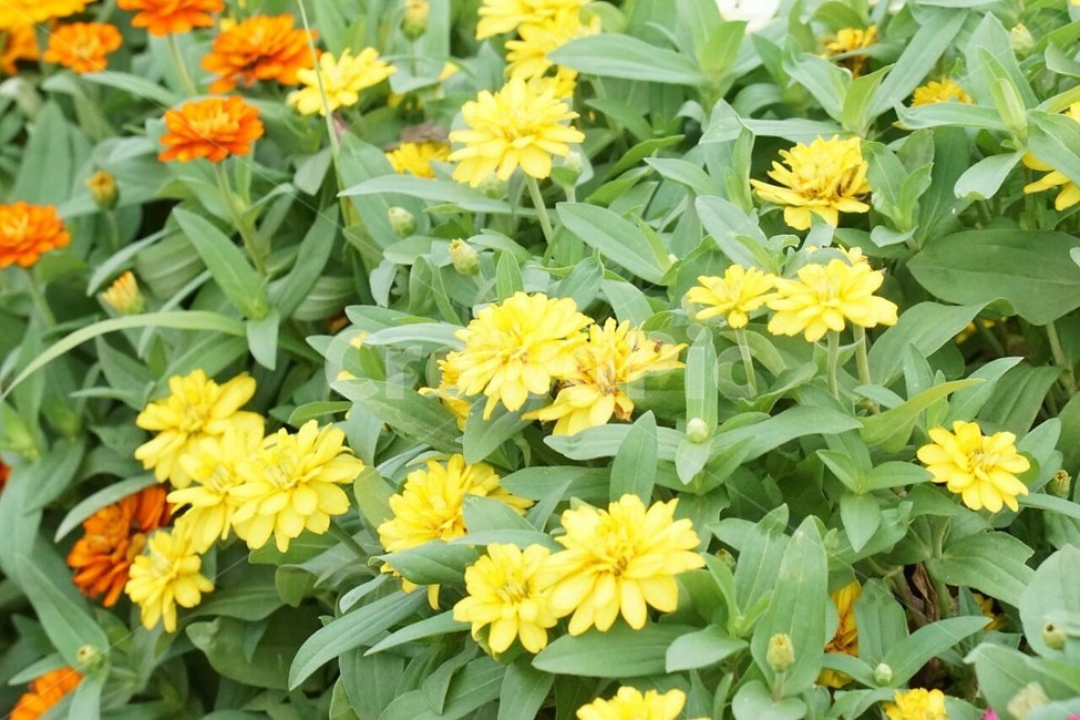 꽃,백일홍,자연,식물,flower,nature,green,초록색,노란색,yellow,주황색,식물,자연,plants,nature,꽃,flower