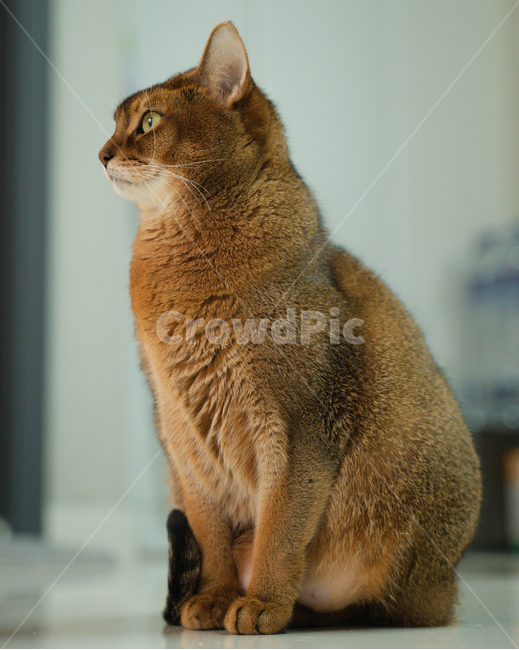 abyssinian,cat,고양이,아비시니안,animal,동물,pet,포유류,반려묘,동물,animal,포유류,mammal,고양이,cat,kitten,kitty