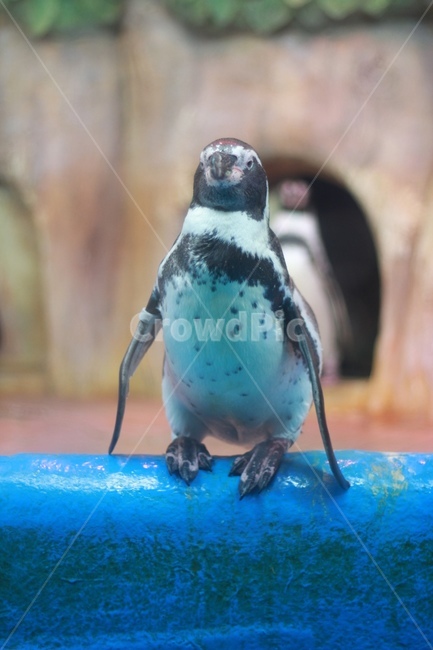 펭귄,penguin,조류,바다,아쿠아리움,동물,동물,animal,조류,새,birds