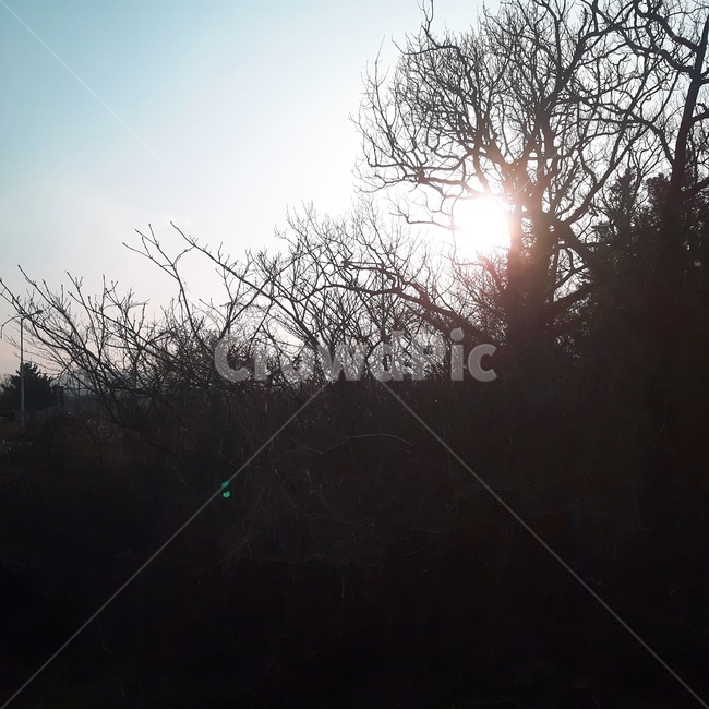 역광,나뭇가지,해,하늘,어둠,햇빛,자연,자연,풍경,nature,landscape,light,빛,flare,플레어