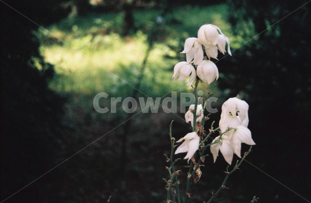 은방울꽃,식물,은방울,수목원,흰꽃,색바램,꽃,자연,식물,자연,plants,nature,꽃,flower