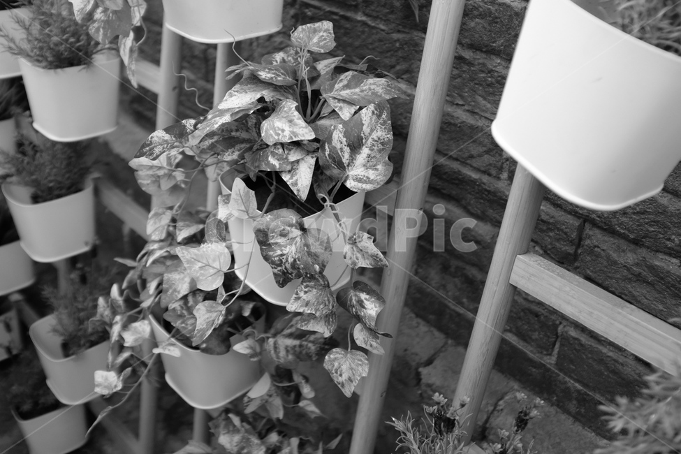 감성,흑백,꽃,길거리,꽃병,실내용화초,화분,화초,house plant,흑백,모노톤,monochrome,black and white