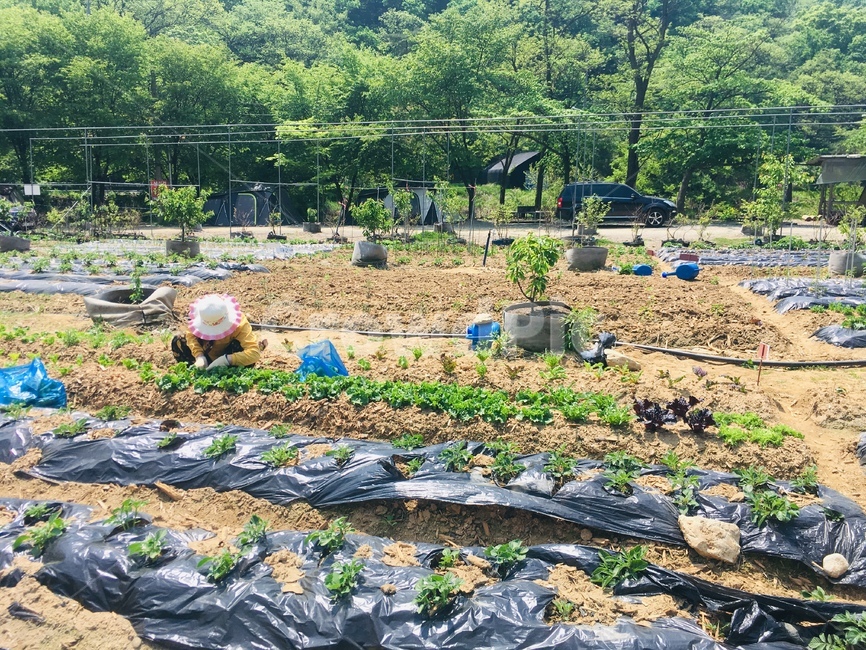 농사,밭,주말농장,농촌풍경,모종심기,산업,industry,industrial,농업,농사,agriculture,farming,farming industry