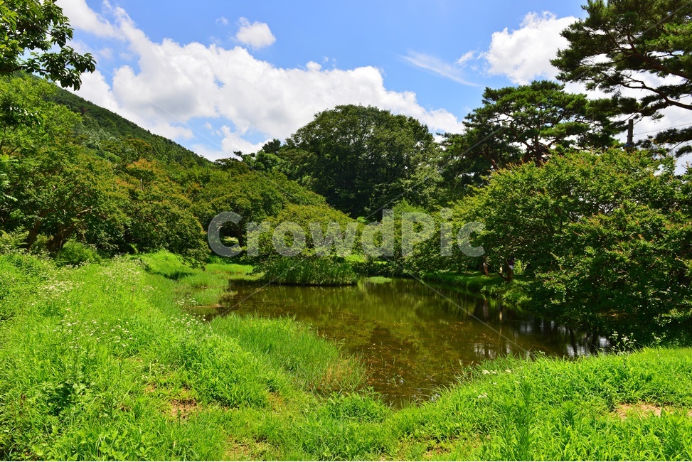nature,자연,water,물,outdoors,옥외,전남,담양,명옥헌,명옥헌원림,명옥헌여름,계절,신록,하늘,구름,배롱나무