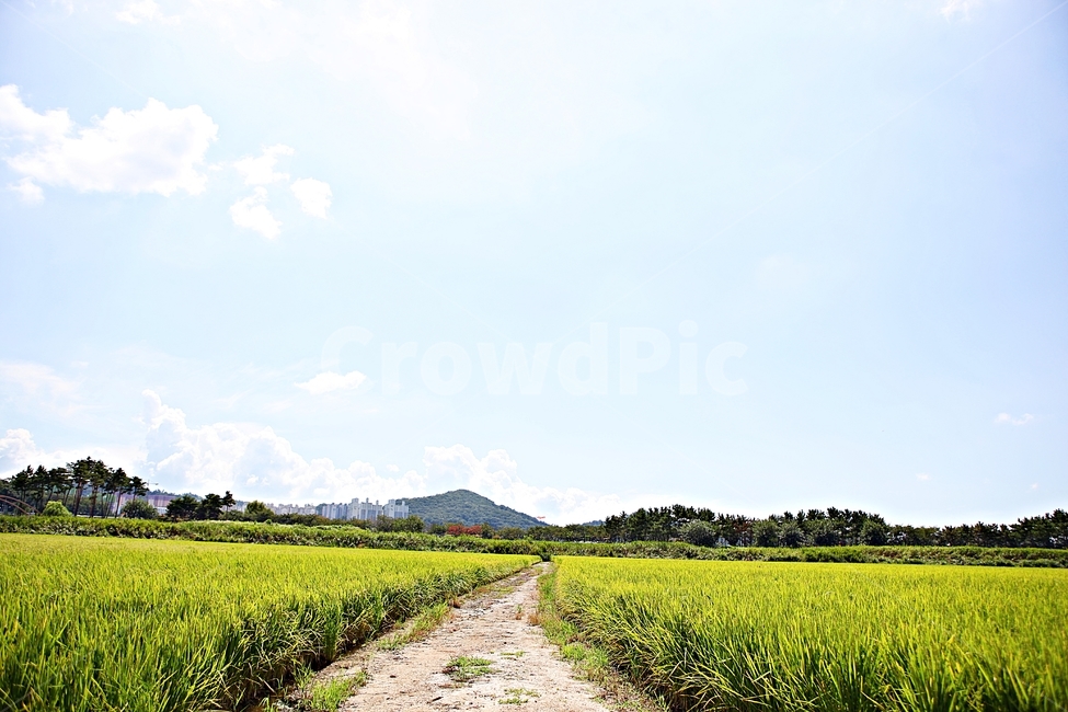 벼,곡식,쌀,논,농업,농사,들,자연,풍경,하늘,구름,자연,풍경,nature,landscape,field,grassland,목초지,outdoors,옥외,rural,농촌,farm,농장,meadow