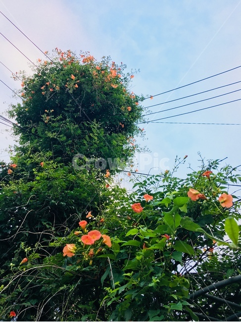 능소화,여름꽃,꽃,전봇대,넝쿨식물,식물,자연,plants,nature,꽃,flower