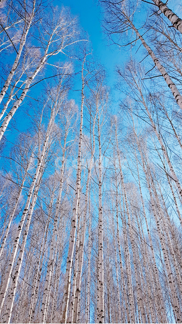 자작나무,겨울,하늘,나무,숲,계절,자연,nature,winter,감성,풍경,landscape