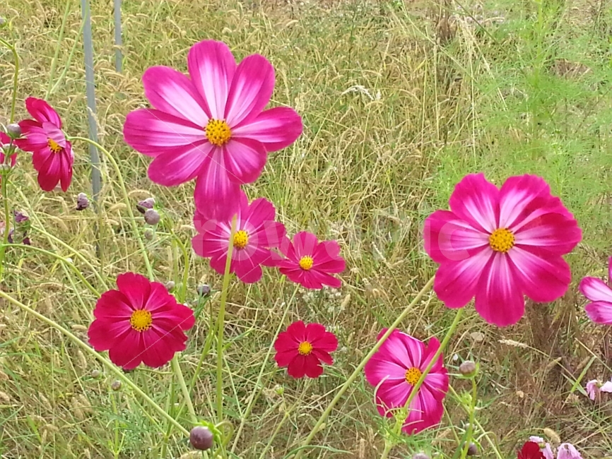 안산,시화호,코스모스,꽃,가을,가을,계절,fall,autumn,season,식물,자연,plants,nature,꽃,flower,plant,blossom,geranium,제라늄