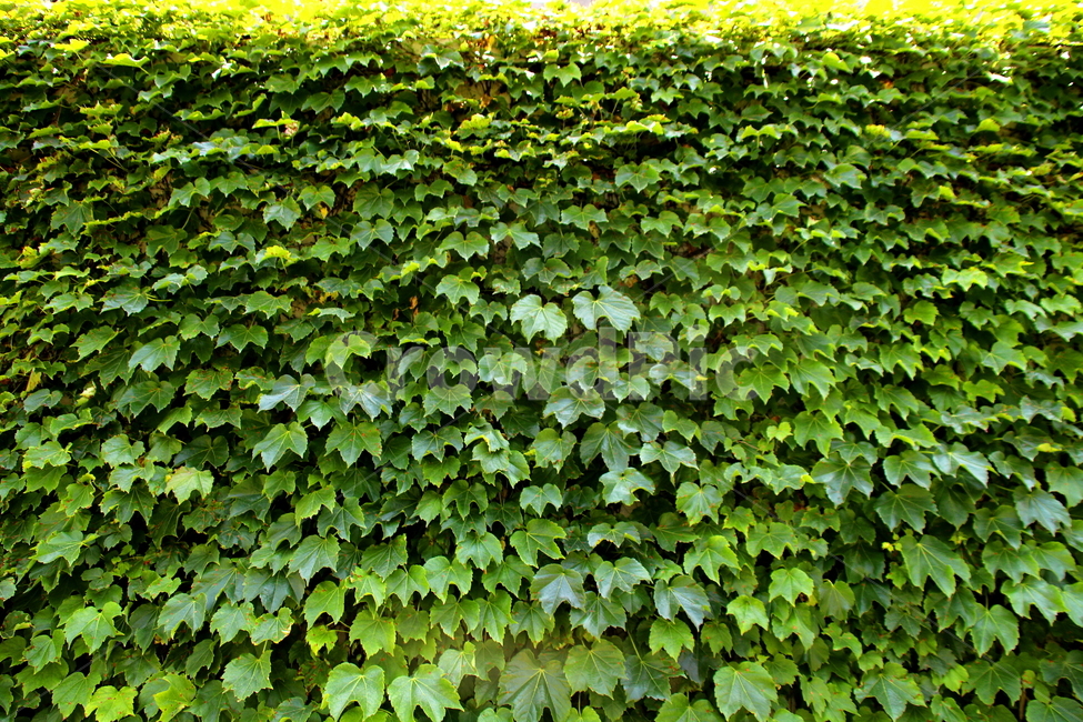 식물,푸른잎,풍경,자연,plant,식물,자연,plants,nature
