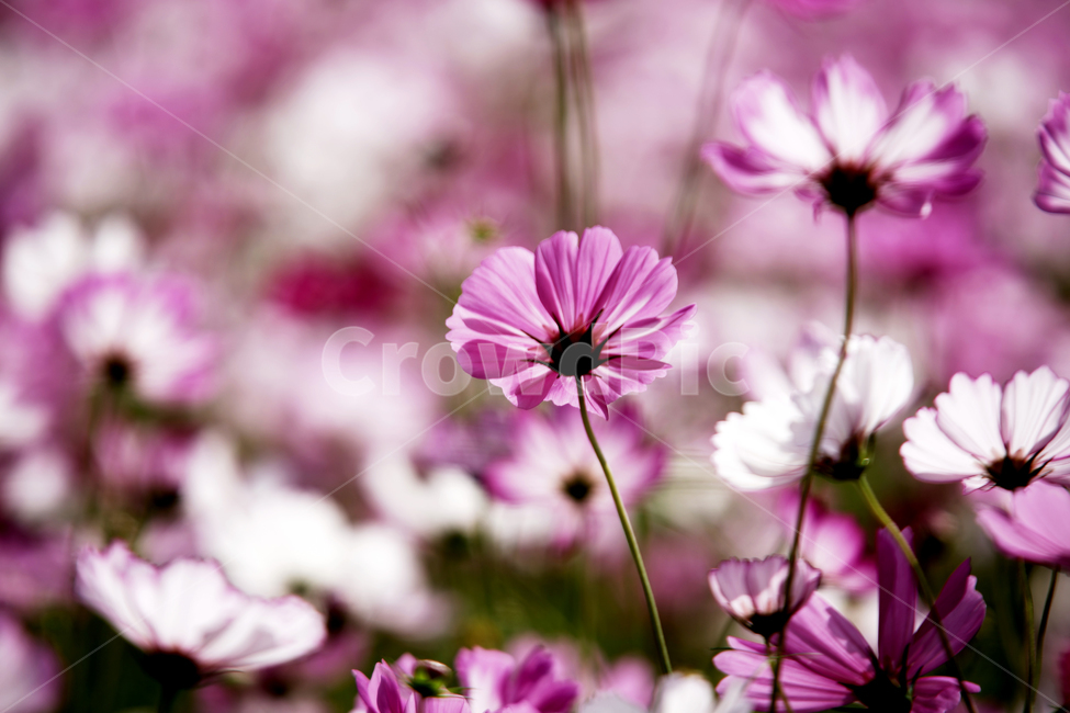 코스모스,꽃,식물,가을,계절,감성,자연,가을,계절,fall,autumn,season,식물,자연,plants,nature,꽃,flower,plant,daisies,데이지,blossom,daisy