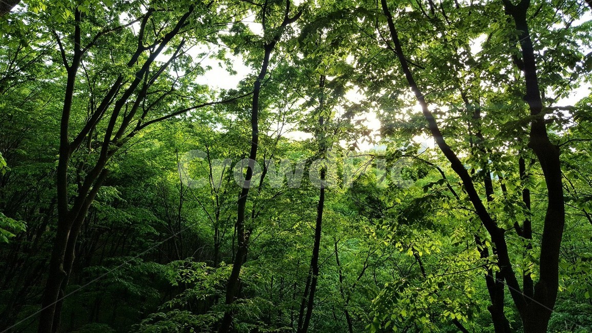 자연,숲,forest,green,나무,nature,피톤치드,등산,tree