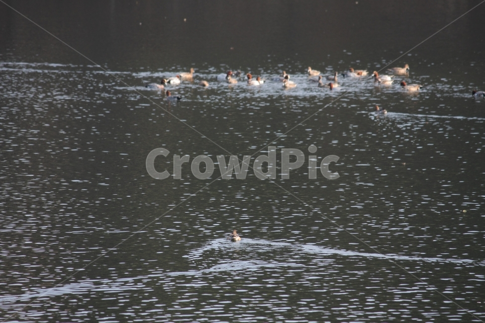 가을,수변,동물,오리,연못,동물,animal,조류,새,birds