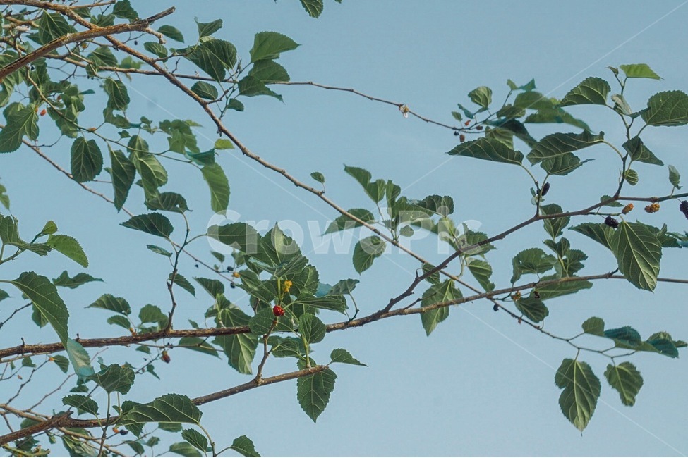 나무,하늘,풀,열매,자연,자연,풍경,nature,landscape,식물,plants,나무,trees,wood,plant,leaf,잎,fruit,과일,food,음식