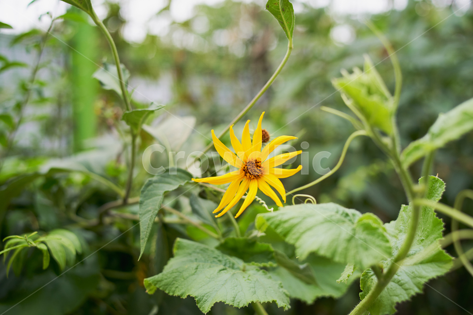 flower,꽃,야생,호박꽃,yellow,summer,자연,식물,자연,plants,nature,꽃,flower