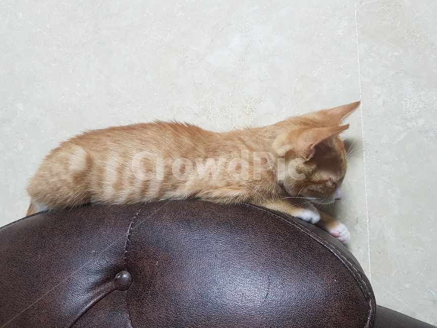 고양이,cat,동물,animal,아기고양이,동물,animal,포유류,mammal,고양이,cat,kitten,kitty