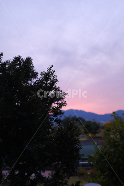 tree,나무,plant,식물,fir,전나무,노을,해질녘,보라색노을,보라색하늘,하늘