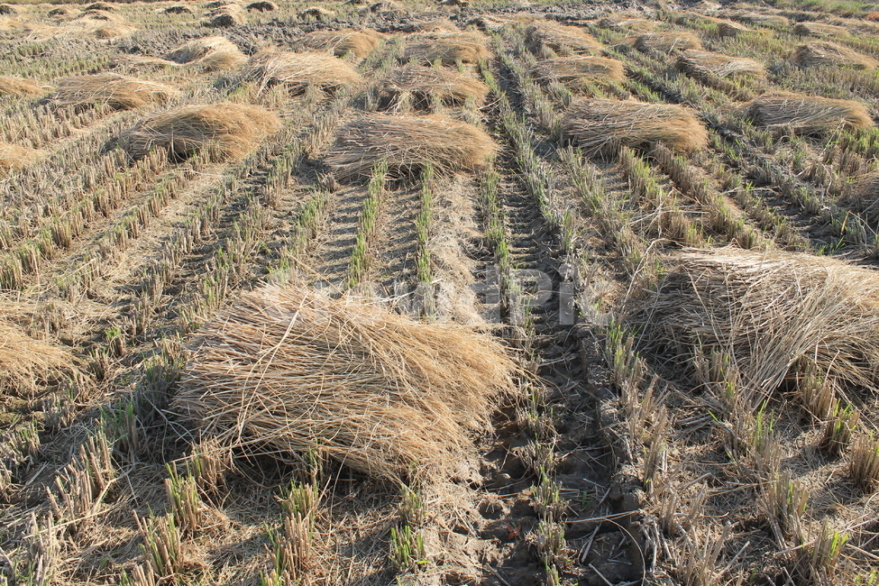 논,자연,nature,볏단,볏짚,ricesheaf,sheafofrice,ricepaddy,ricefield,추수,가을,계절,fall,autumn,season,농업,농사,agriculture,farming,farming industry,outdoors,옥외,land,땅