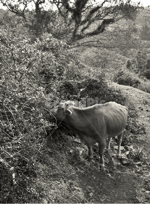 소,한우,식사,흑백,동물,자연,동물,animal,포유류,mammal,흑백,모노톤,monochrome,black and white,산업,industry,industrial,목축업,목장,livestock farming,ranching,pasture