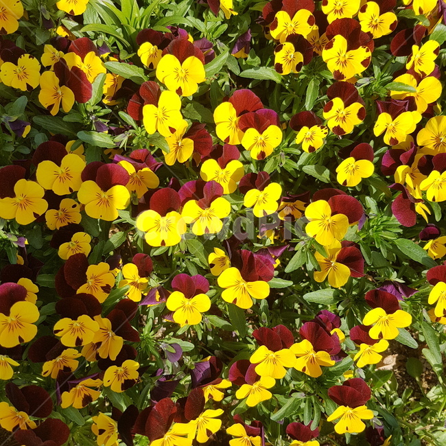 꽃밭,꽃,화단,봄,flower,자연,노란꽃,빨간꽃,꽃송이,꽃잎,yellowflower,redflower,색깔,색감,color,식물,plants,nature,yellow,red,예쁜꽃,꽃다발,봄산책,산책,감성,계절,season,조경,향기,봄,계절,spring,season,식물,자연,plants,nature,꽃,flower,plant,blossom