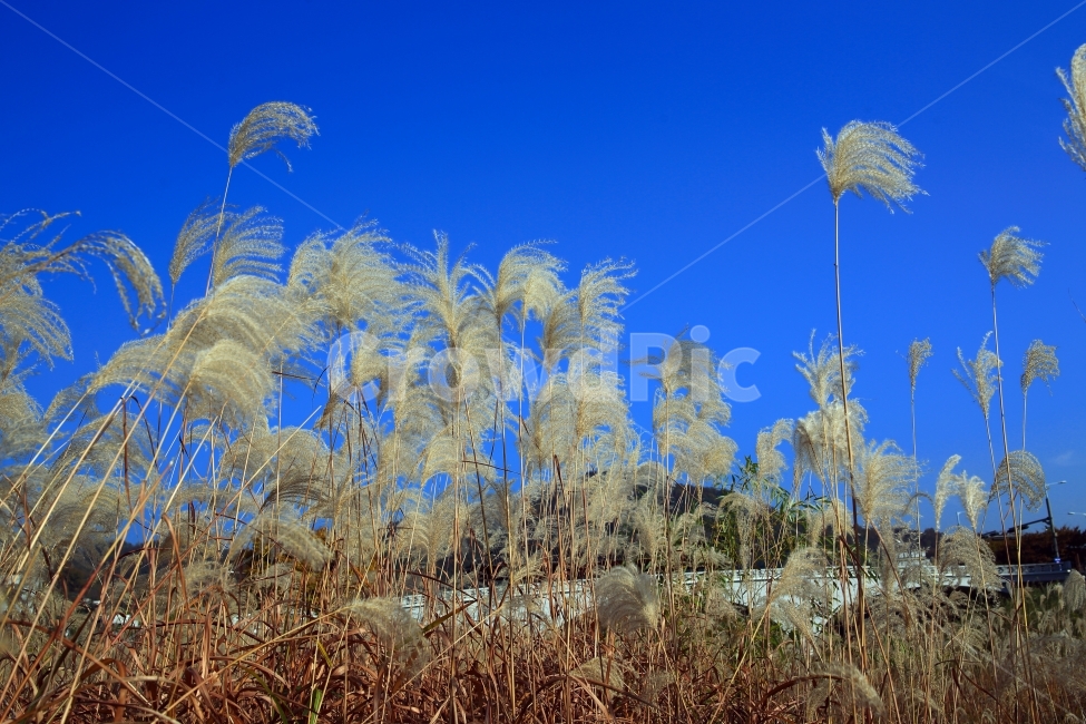 자연풍경,갈대,억새,하늘,가을,풍경,자연,만추,가을,계절,fall,autumn,season,자연,풍경,nature,landscape,plant,식물,grass,잔디,lawn,reed