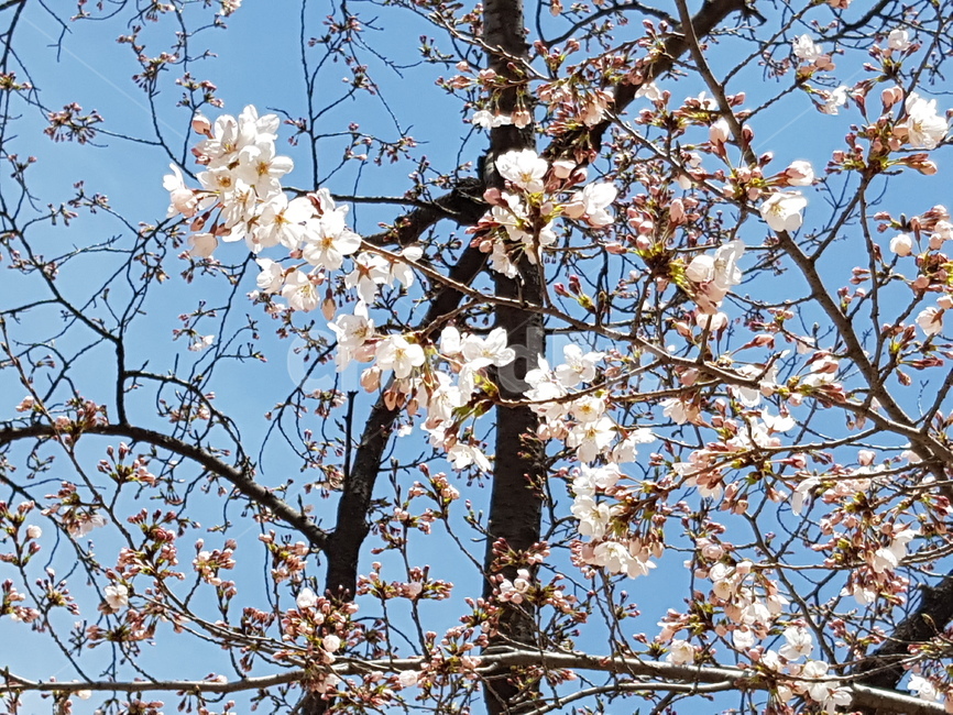 벚꽃,봄,꽃,식물,cherryblossoms,봄,계절,spring,season,식물,자연,plants,nature,꽃,flower,나무,trees,wood,plant,blossom