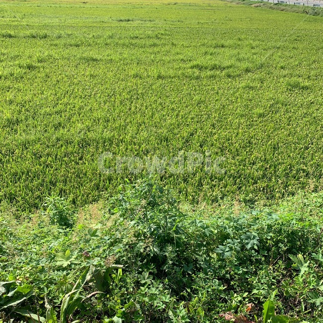 field,들,nature,자연,grassland,countryside,옥외,outdoors,목초지,한지방,farm,농장,rural,농촌,논,곡식,벼,자연,풍경,nature,landscape