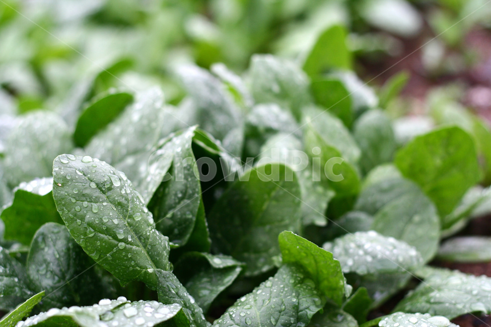 시금치,시금치밭,채소,야채,시금치재배,시금치농사,식물,자연,plants,nature