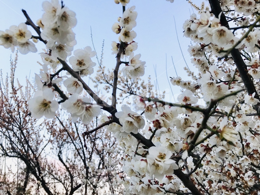 봄,벚꽃,나무,하늘,꽃,시작,산,봄,계절,spring,season,식물,자연,plants,nature,꽃,flower,plant,blossom,animal,동물,bird,새