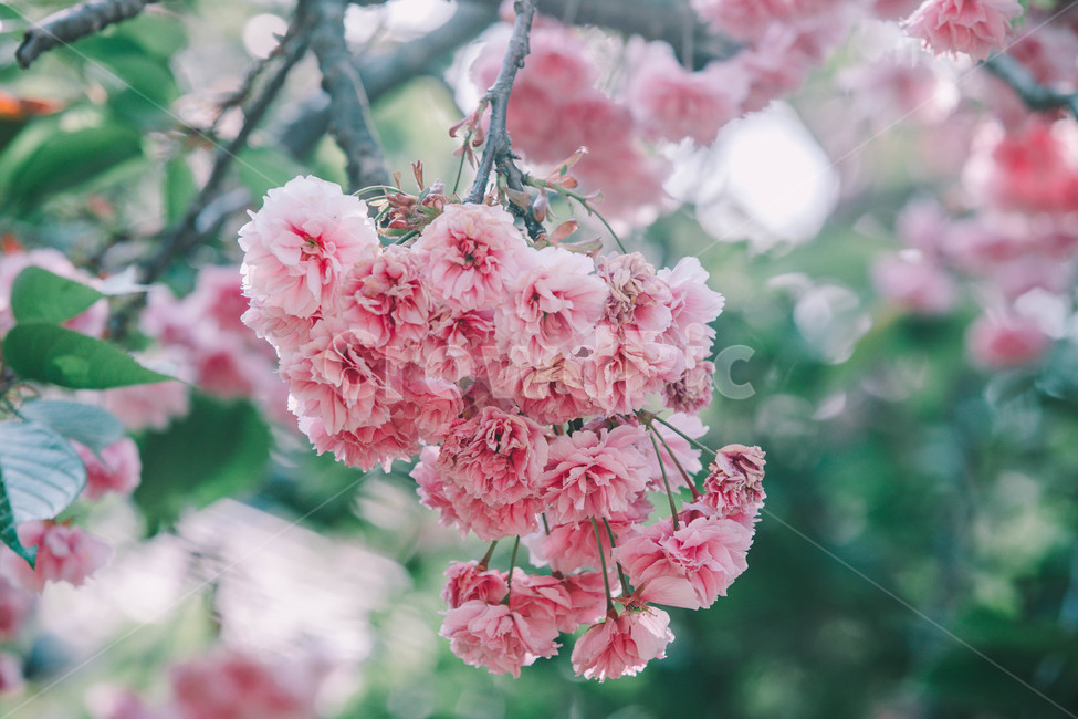 꽃,벚꽃,겹벚꽃,분홍,활짝핀,식물,자연,plants,nature,꽃,flower