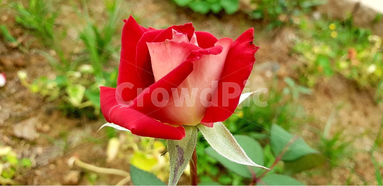 꽃,장미,로즈,붉은장미,레드로즈,식물,자연,plants,nature,꽃,flower