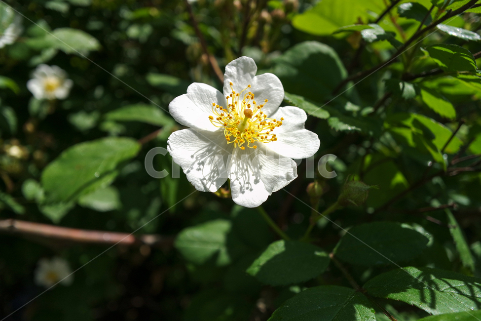 찔레꽃,흰찔레꽃,흰꽃,찔레나무,흰찔레,봄꽃,봄,봄날,화단,봄화단꽃,자연,식물,plants,nature,flower,spring,아웃포커싱,공원,봄,계절,spring,season,식물,자연,plants,nature,꽃,flower,plant