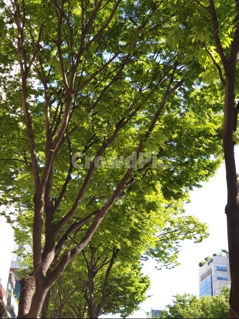 나무,푸른나무,날씨좋은날,파릇파릇,초록나무