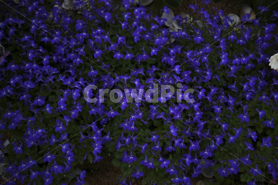 꽃,화훼,플라워,flower,flowergarden