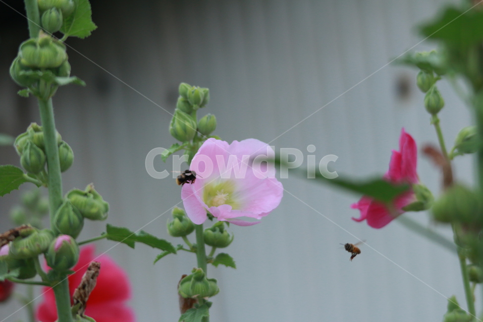 우중출사,휴식,접시꽃,물방울,꿀벌,풍요,장마,소강상태,식물,자연,plants,nature,꽃,flower,동물,animal,곤충,벌레,insect,bug