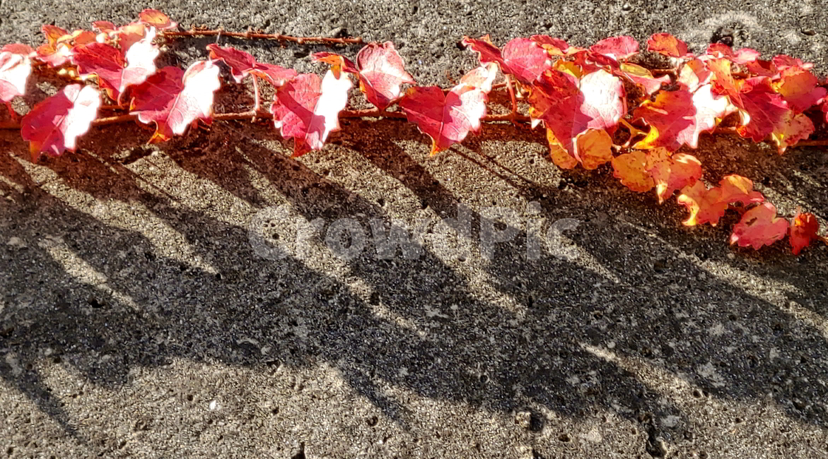 담쟁이,넝쿨,가을,식물,나무,가을,계절,fall,autumn,season,식물,자연,plants,nature,plant,leaf,잎,tree,ground,바닥
